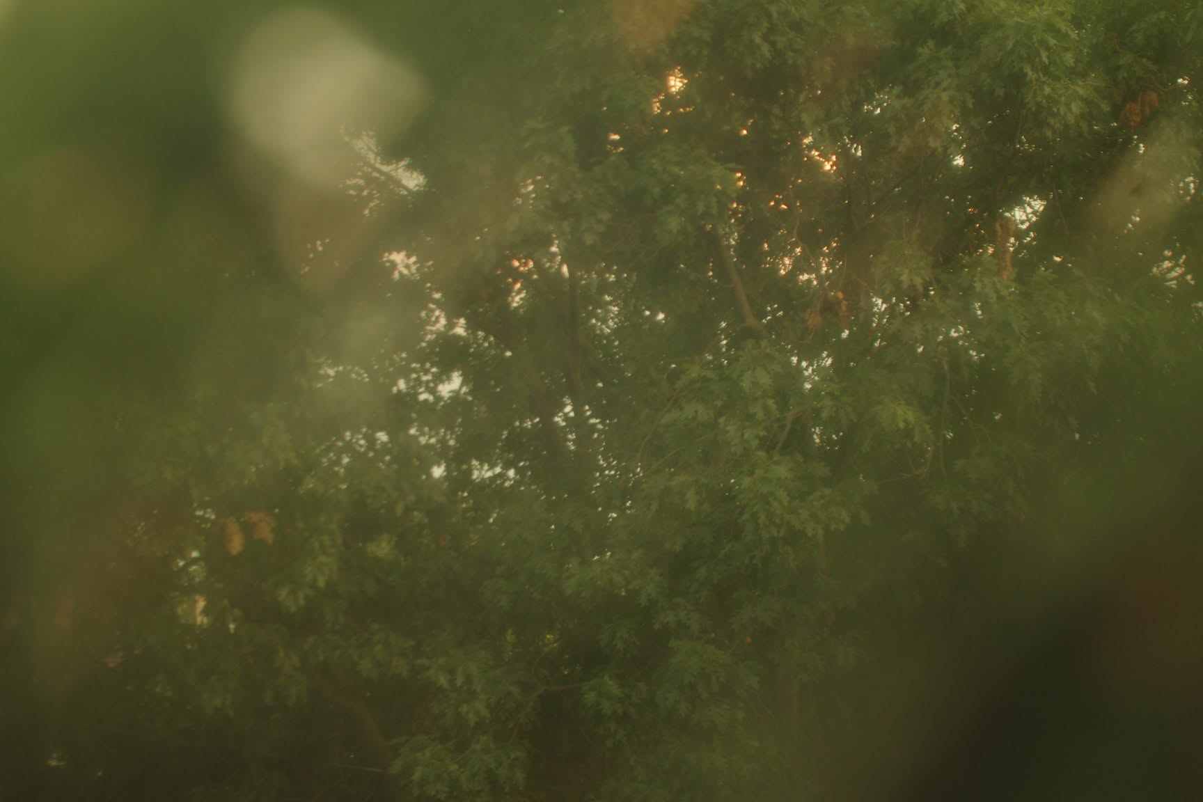Sunlight through tree leaves with lens flare