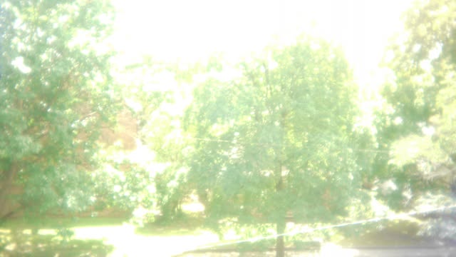 Blown-out sunlight through leaves